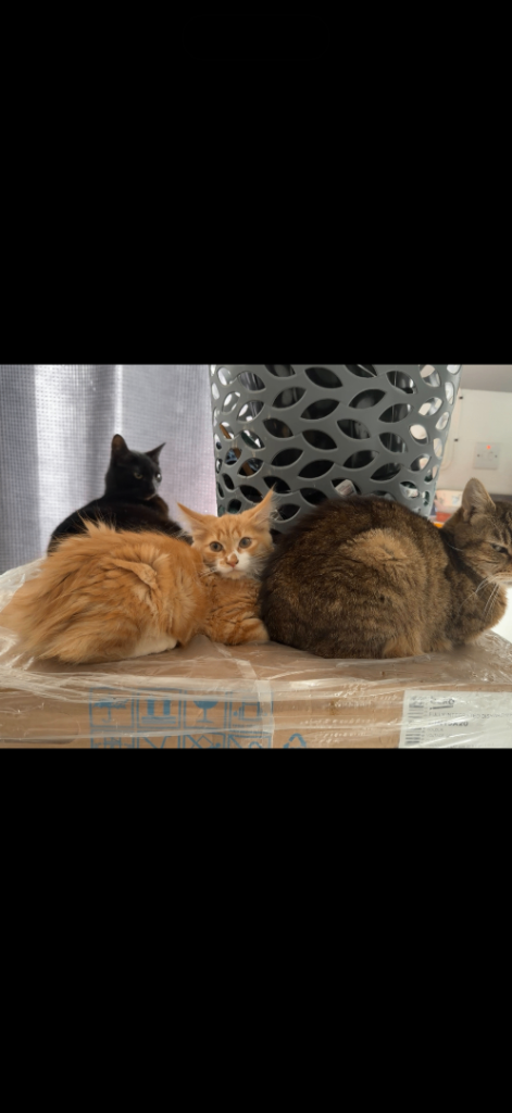 3 cats for sale 