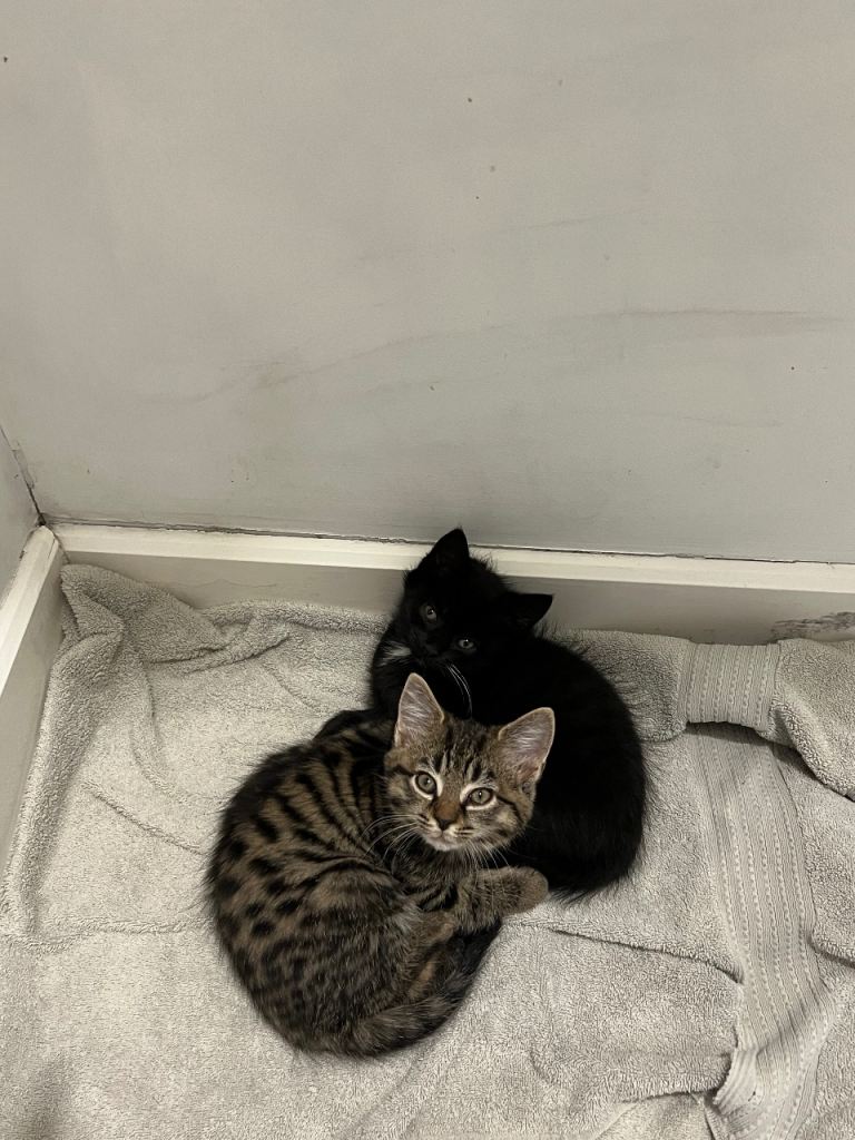 Adorable kittens