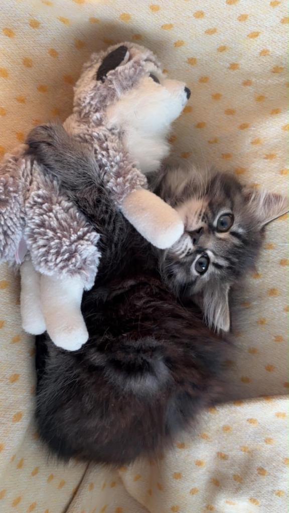 Siberian cats