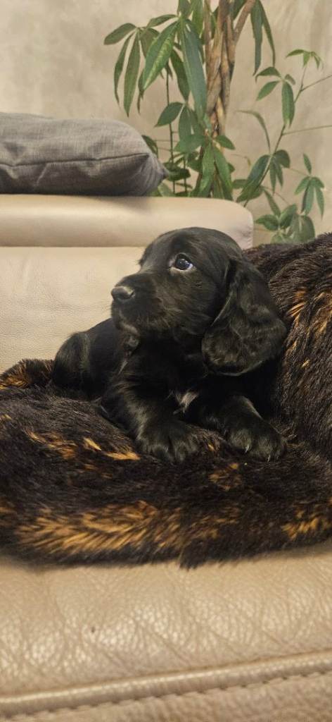 Rare KC reg cocker spaniel pups - ready now!