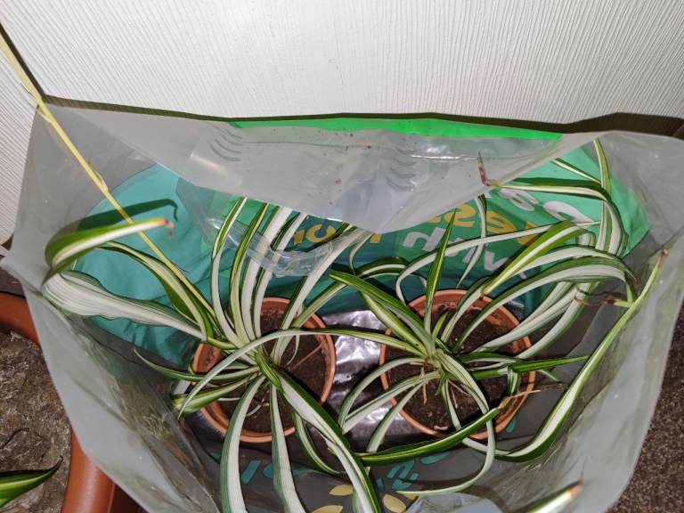 5 Spider Plants for Free