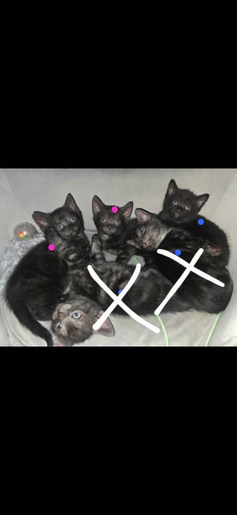 Kittens
