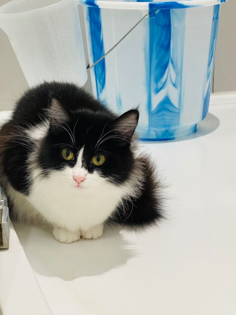 Lovely Friendly Cat Looking for a Caring New Home