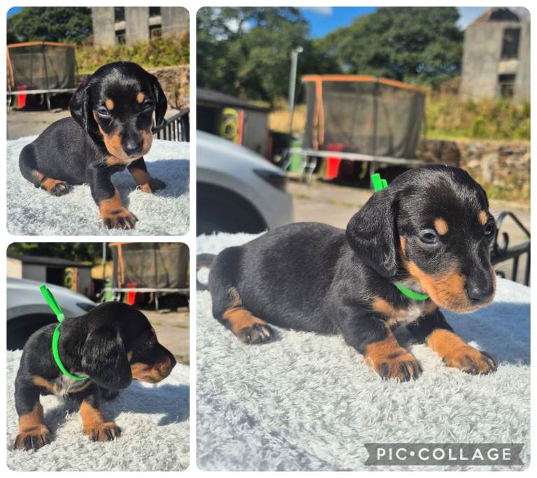 **LAST BOY**PRA CLEAR MINIATURE DACHSHUND PUPPIES