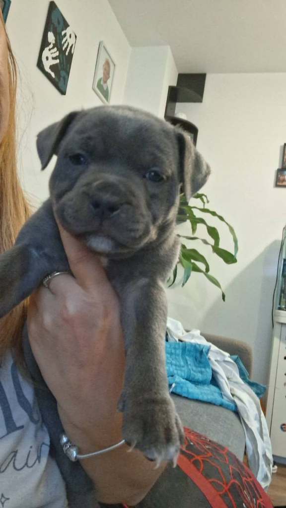 Beautiful blue staffie puppies!! kc registered!! 