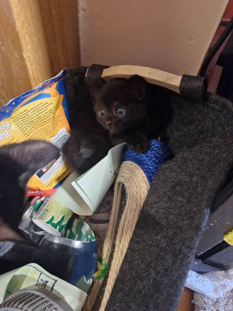 British Short Haired kittens 3 boys 3 girls