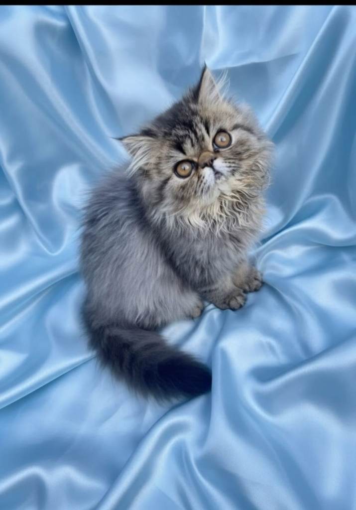 Reduced GCCF registered persian kitten 