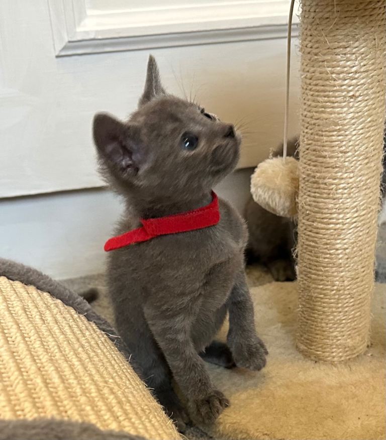 Russian Blue Kittens 