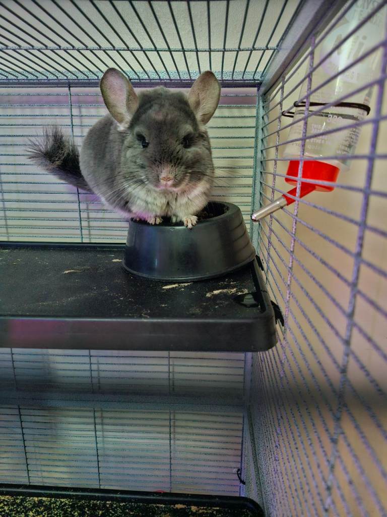 Chinchilla 