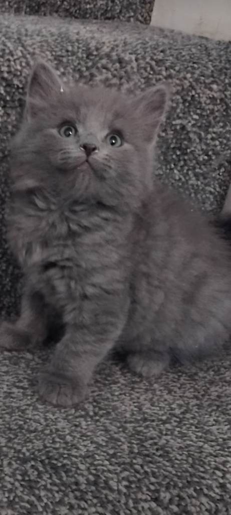 4 fluffy kittens for sale