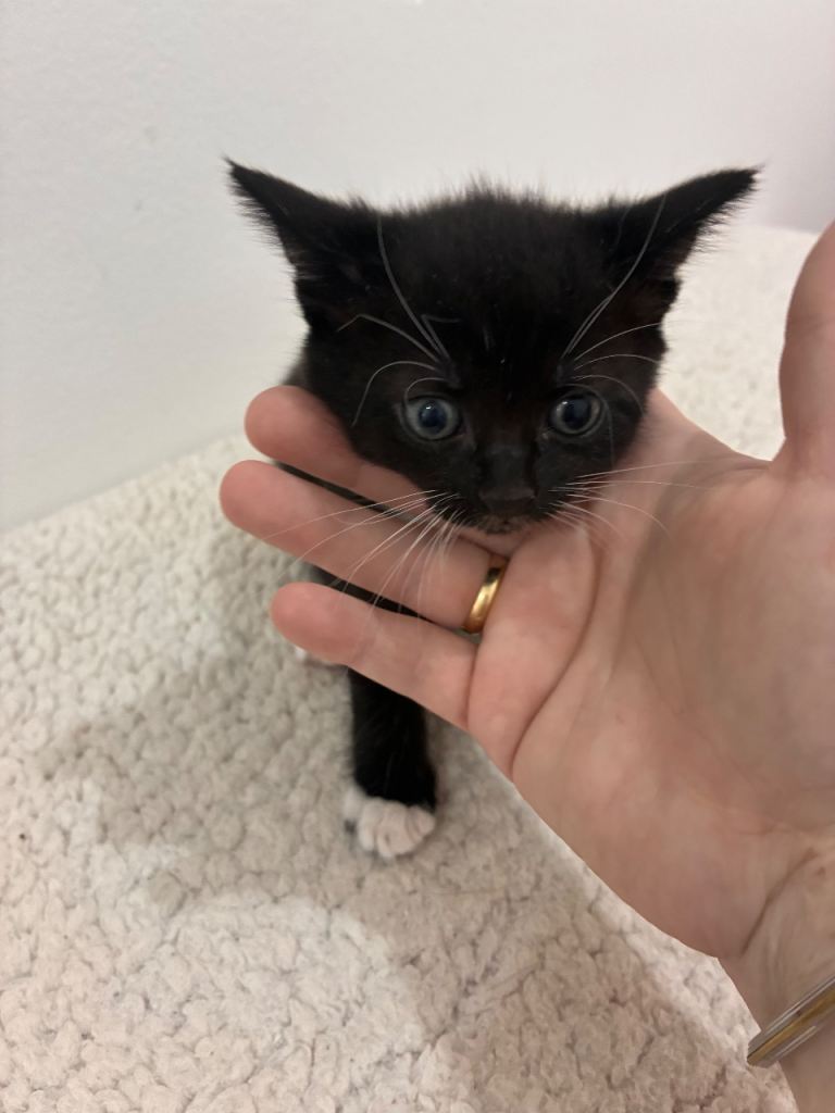 Kittens for sell