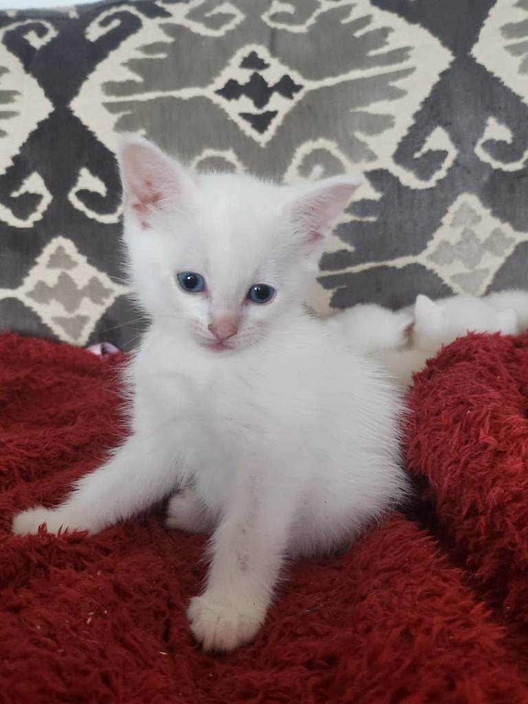2 adorable white kittens 