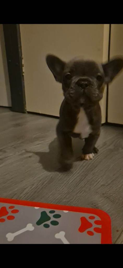 Dwkc frenchies ready Monday