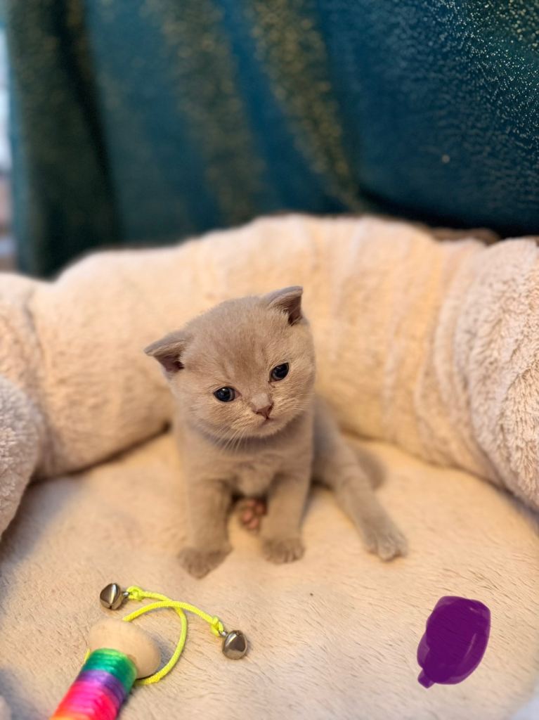 British shorthair lilac kittens ready in 2 weeks 