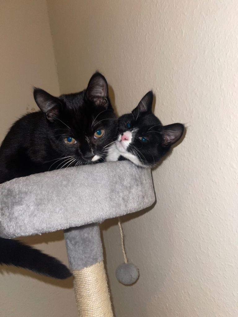 Two 4 months old kittens 