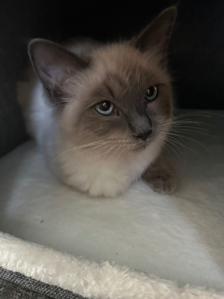 2x ragdoll kittens for sale 