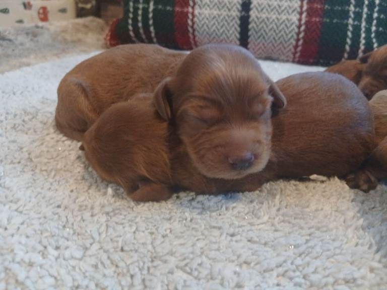Cockapoo Puppies 