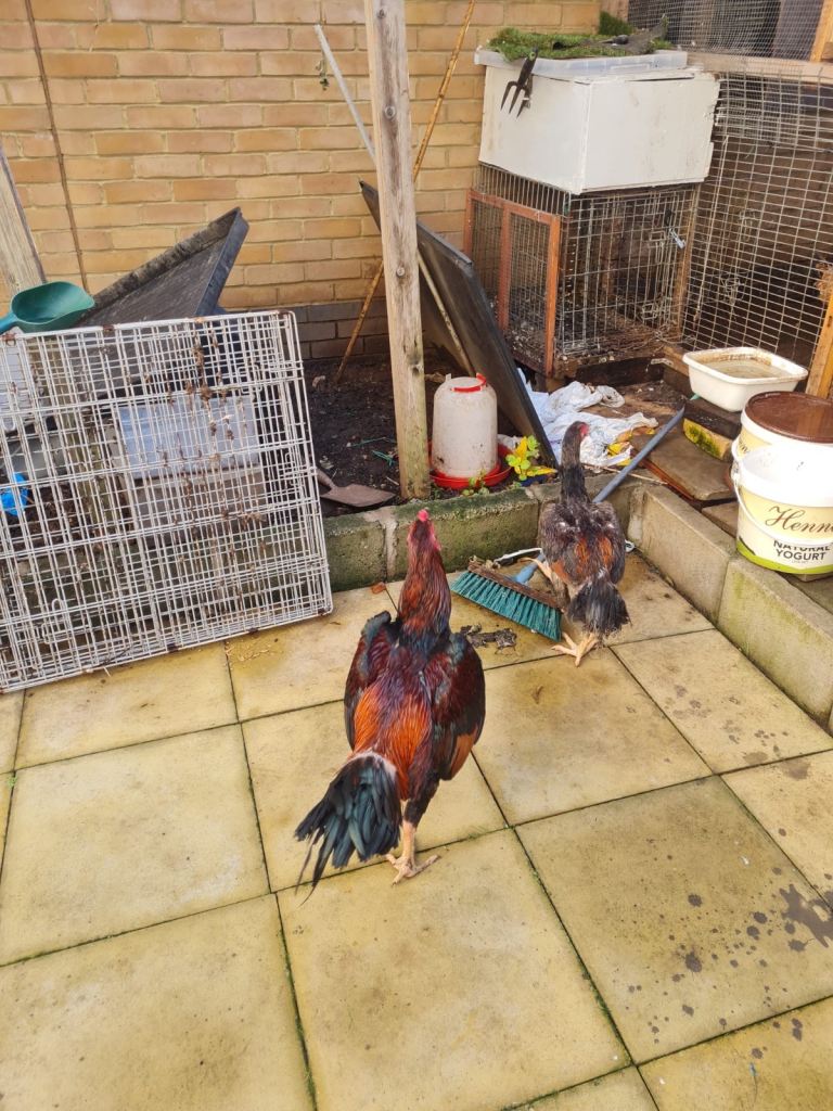 Shamo Cockerel for Sale 
