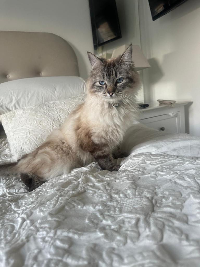 Beautiful Ragdoll Cat Looking for a New Home