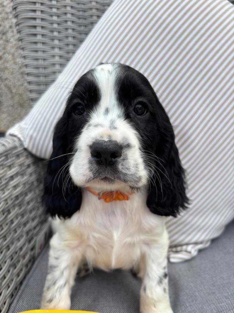 Outstanding cocker spaniel puppies 
