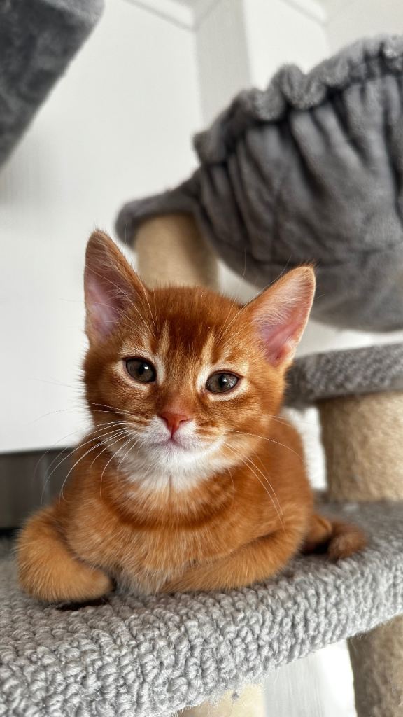 Abyssinian x British 