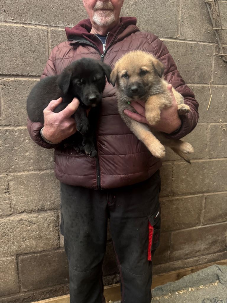 German shepherd x Belgian Malinois puppies 