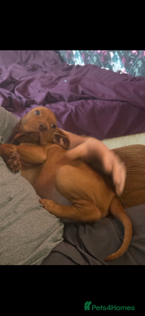 Hungarian vizsla puppy’s, One Girl, one Boy
