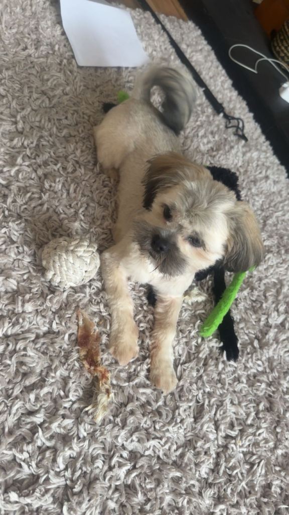 Urgent Rehome needed!!