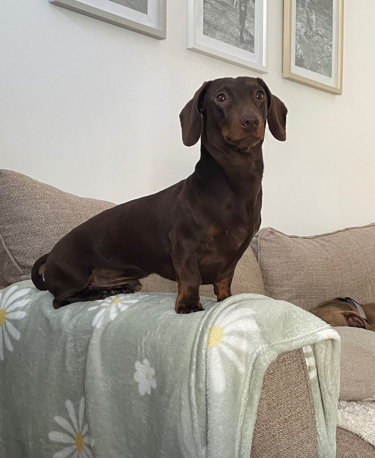 This is Morgan our 3 year old miniature dachshund .