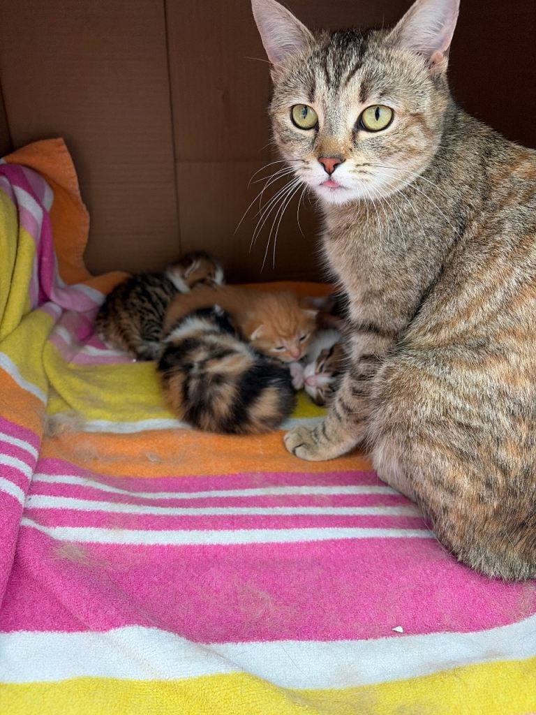 Beautiful Mixed-Coloured Kittens – Ready 28 June 2026 – Good Homes Only