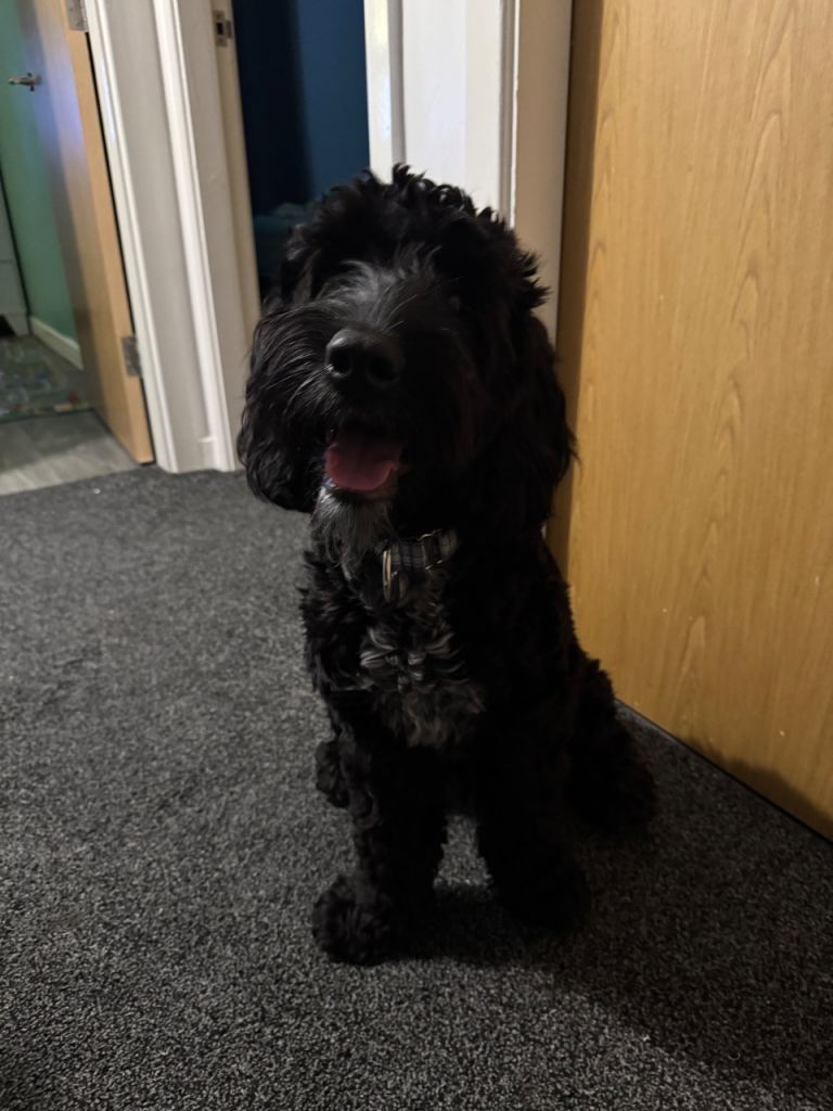 Cockapoo for rehoming