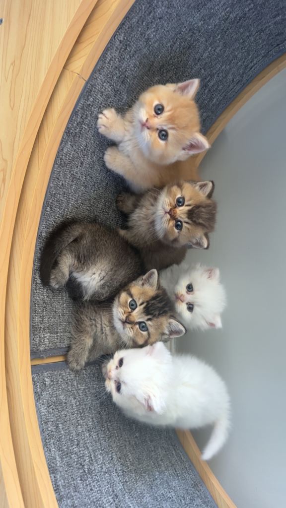 British shorthair male kittens active registered gccf