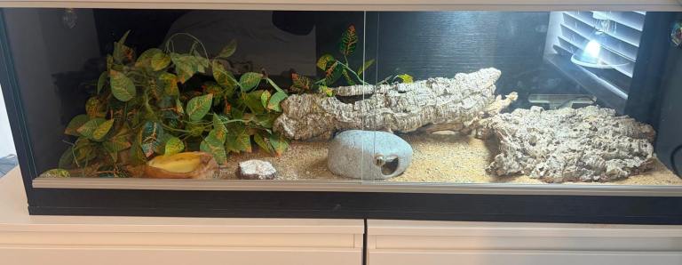 Vivarium 4 x 2ft full set up 