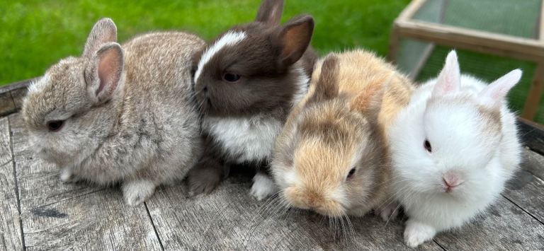 Cute Netherland Dwarf Baby Rabbits