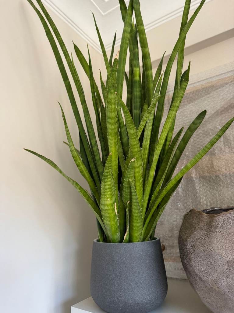 Plant 