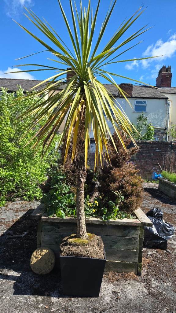 Fully grown palm tree