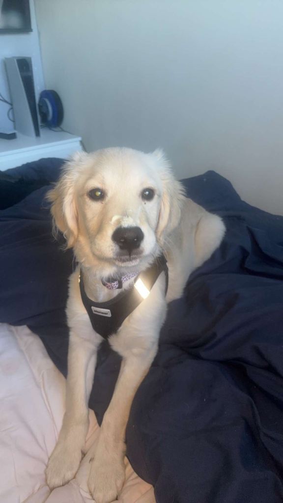 Golden retriever full bred 