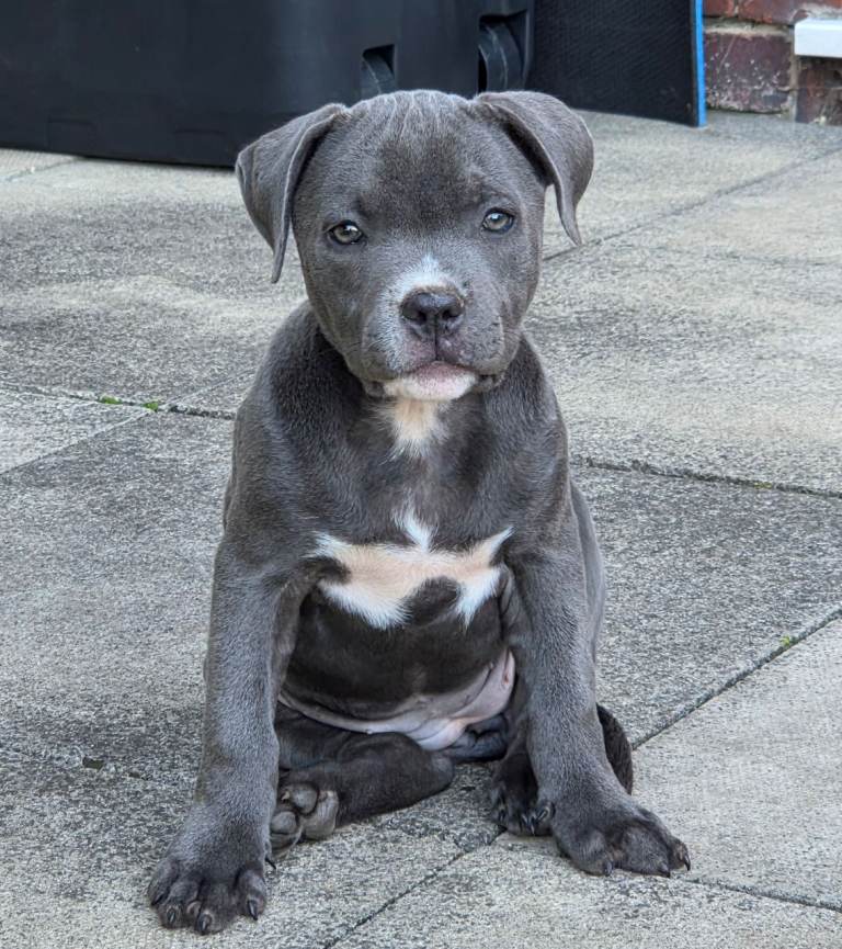 Staffordshire bull terrier girl 