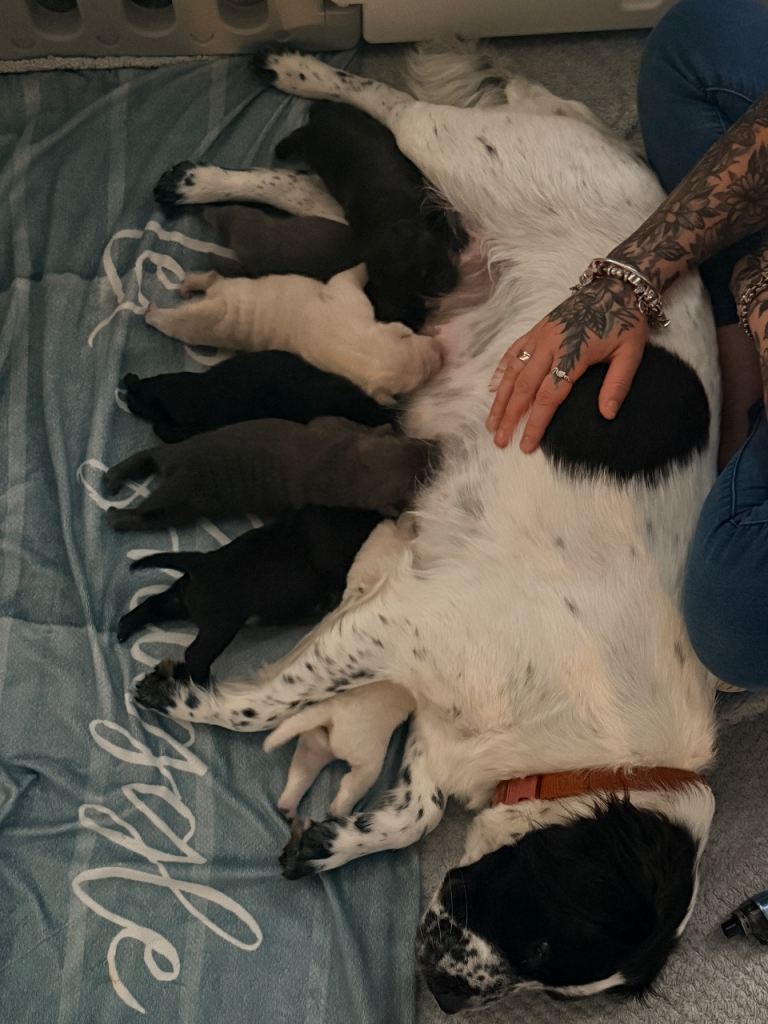 7 beautiful Shar Pei cross pups
