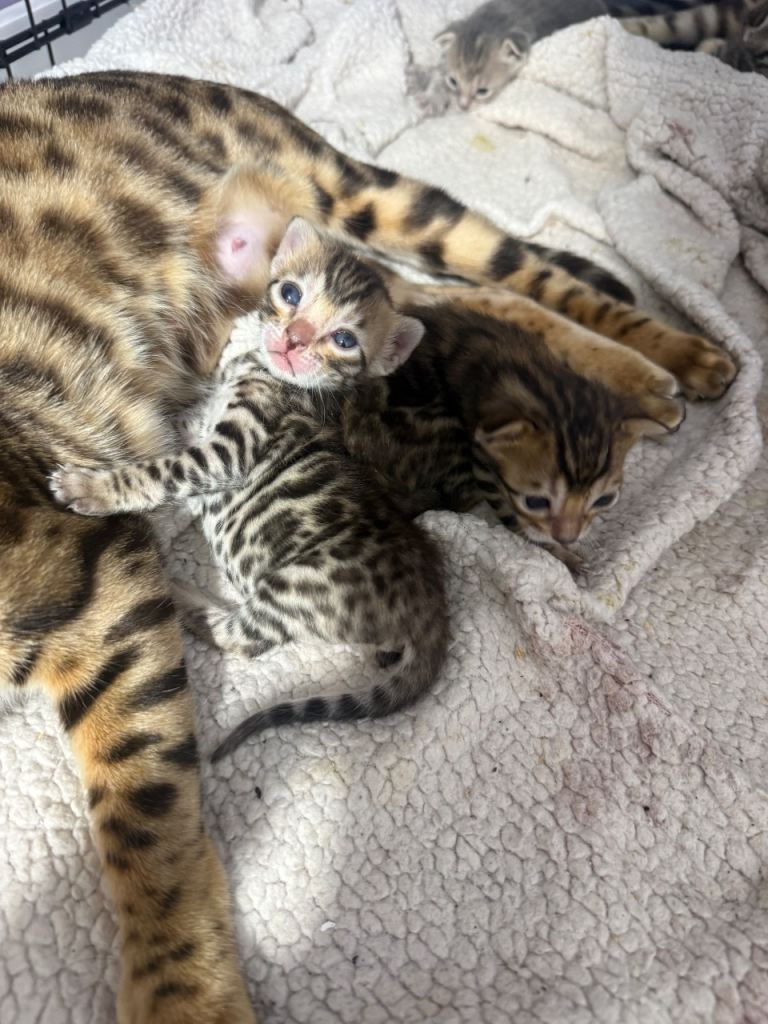 Bengal kittens 