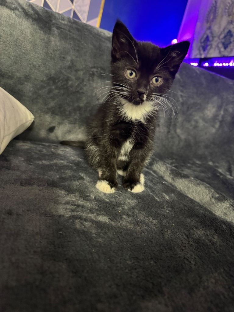 2 beautiful kittens for sale