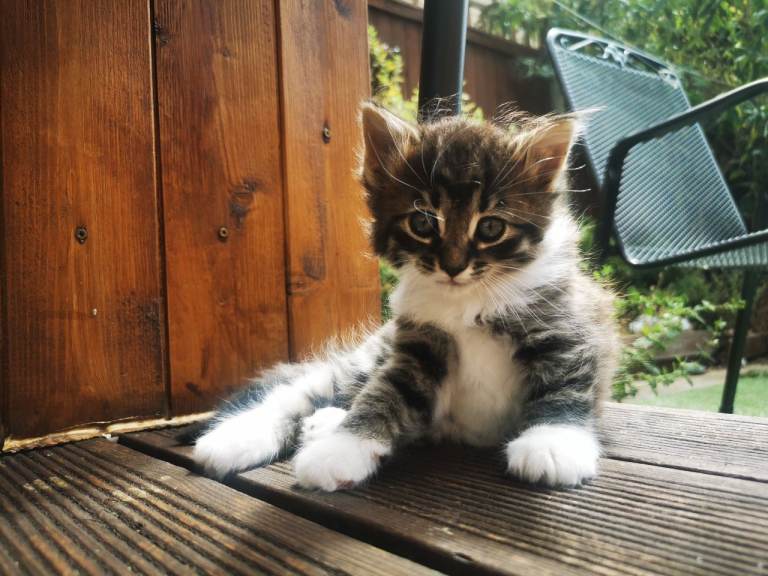 Half Ragdoll kittens 