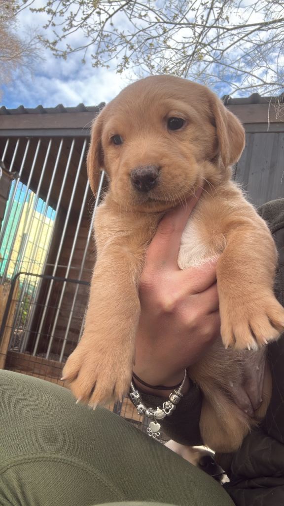 Labradoodles LAST PUP 