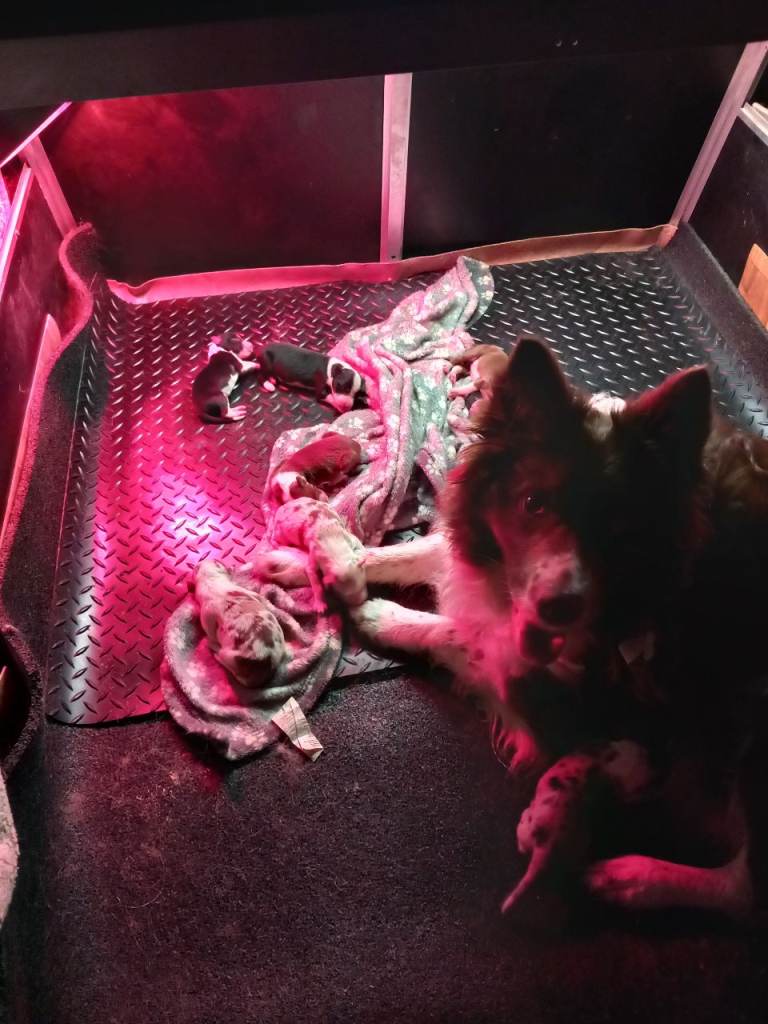 Pure breed border collies 