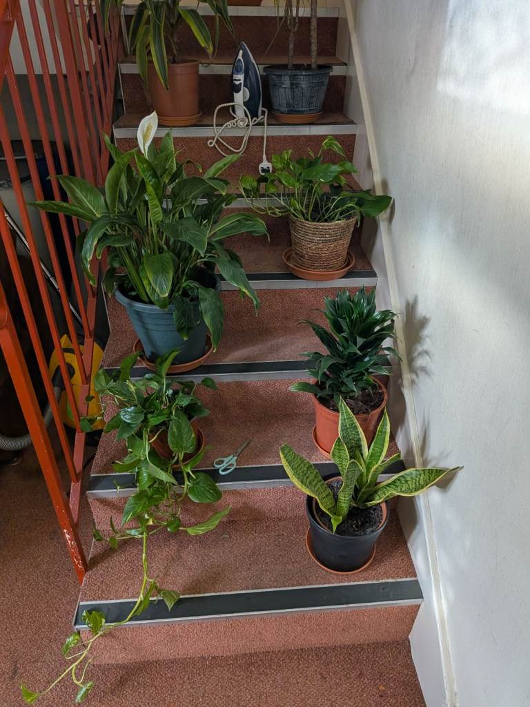 House. Plants for sale