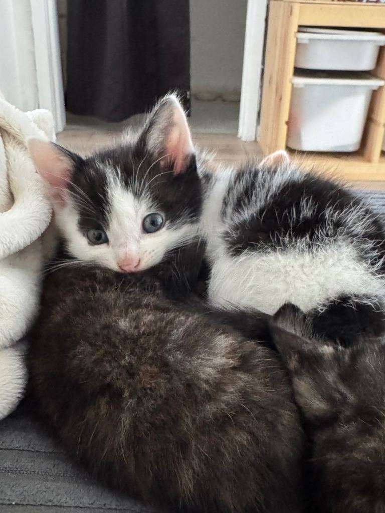 2 male kittens 