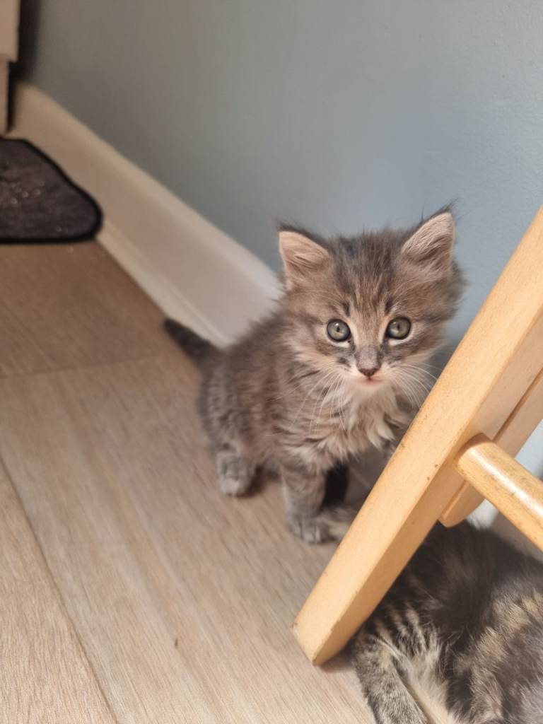 We've got three lovely kittens for sale, one boy and 2 girls, the boy is the grey one .