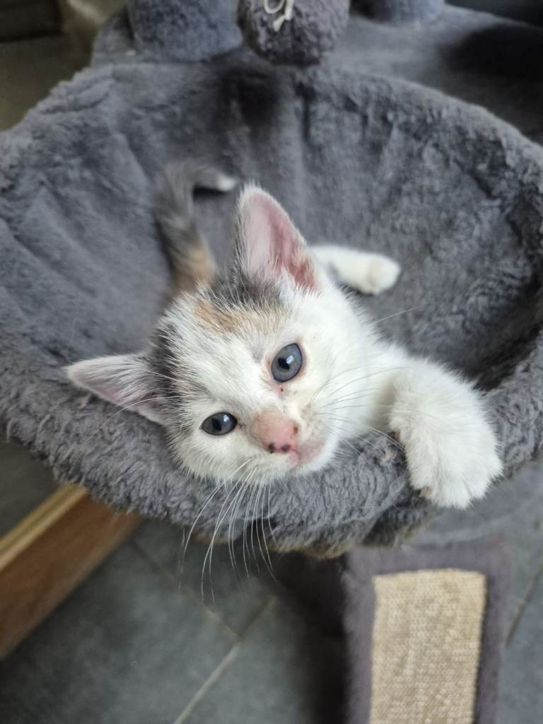 Kittens