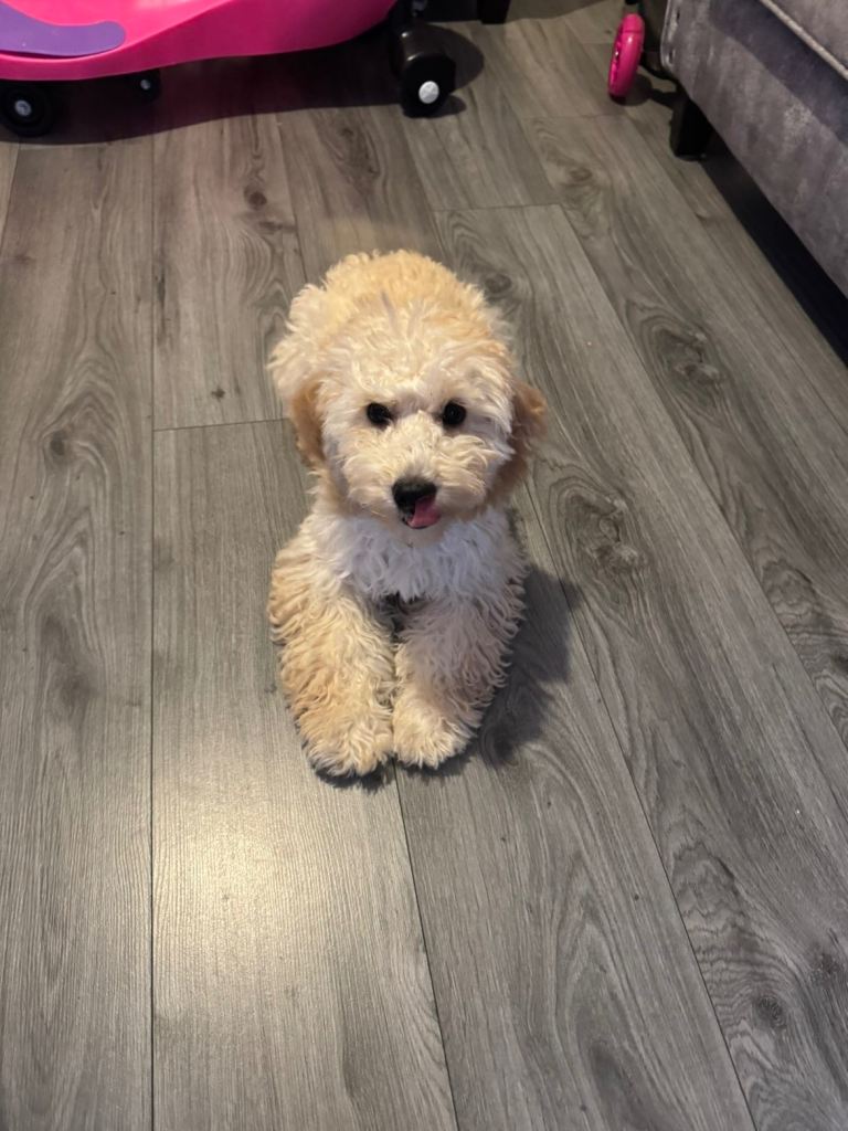 Cockapoo Girl Puppy 