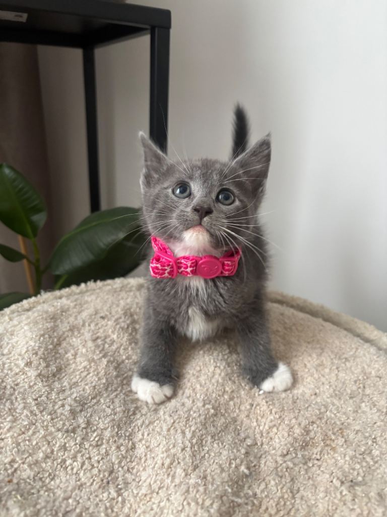 Adorable Kittens 🐈 🐈‍⬛ 🐈‍⬛ 🐈 